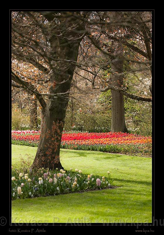 Keukenhof Hollandia 048.jpg